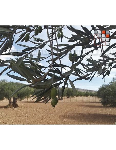 Huile d'Olive Vierge Extra - Lajar A17-LAJB5L A la Plancha® Spécialités du Terroir
